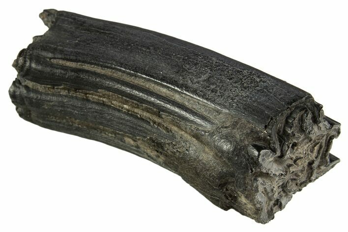 Pleistocene Aged Fossil Horse Tooth - South Carolina #332372